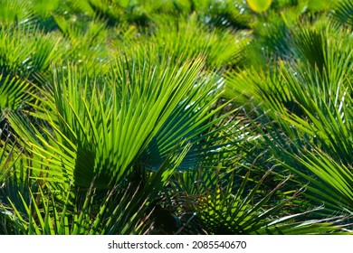 Palm oil seed in nursery. Palm tree leaves in greenhouse. Close up, copy space, foliage background.
