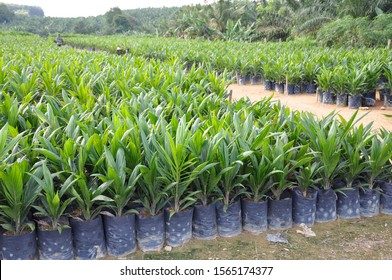 Palm Oil Seedling Field Under Sun Stock Photo 1565174377 | Shutterstock