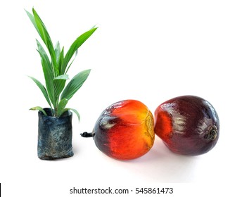 Palm Oil Seeds With Palm Leaf Isolated On White Background, Selective Focus.