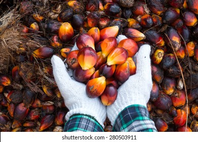 Palm oil seeds on male's hand 