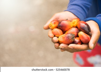 Palm Oil Seeds On Women Farmer Hand.