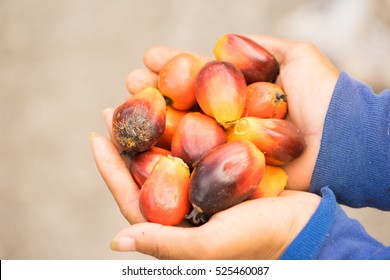 Palm Oil Seeds On Women Farmer Hand.