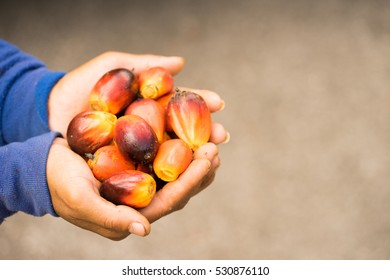 Palm Oil Seeds On Women Farmer Hand.
