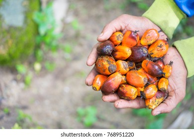 Palm Oil Seeds On Women Farmer Hand.