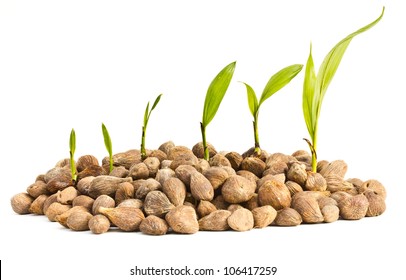 Palm oil seeds and seedlings on a white background.