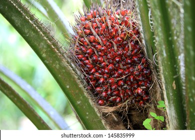 Palm Oil Tree 