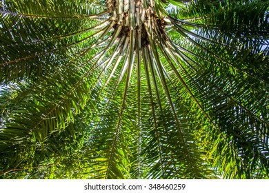 palm oil tree 