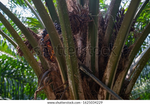 Palm oil tree with fruits\
inside