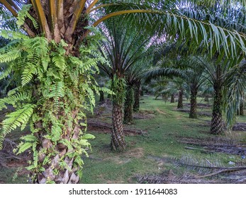 Palm Oil Tree Plantations, Malaysia