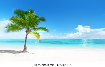 Palm on the beach, Dominican republic - Shutterstock ID 1029371749