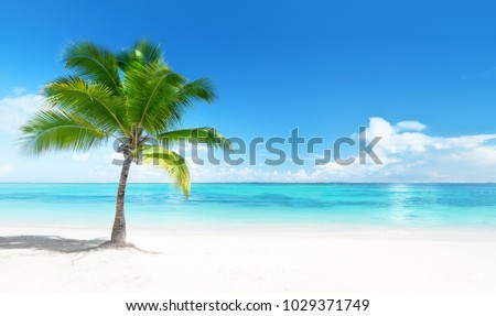 Palm on the beach, Dominican republic