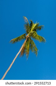 Palm Overhead High Tree 