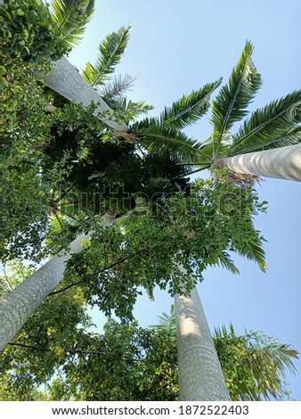 Palm photo.tree and sky view.Big tree from below  Low angle shot. Tree shot from the bottom angle.natural background illustration.Greeting card illustration, natural wallpaper background.