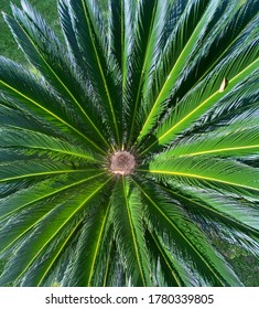 Palm Plant At Eden Gardens State Park, Santa Rosa Beach, FL