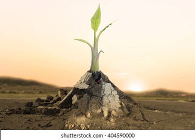 Palm Plant Tree Banana Growing Through Crack In Pavement Ecology Concept. Rising Sprout On Dry Ground.