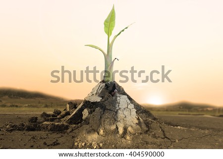 Palm plant tree banana growing through crack in pavement Ecology concept. Rising sprout on dry ground.
