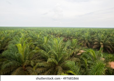 palm plantation
