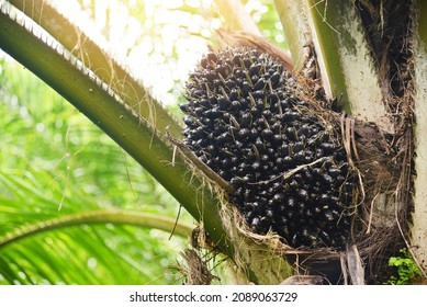 Palm Plantation, Palm Oil On The Crops In Green, Tropical Tree Plant Palm Fruit Tree Fields Nature Agricultural Farm