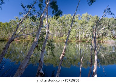 Palm Pool At  Millstream Chichester National Park