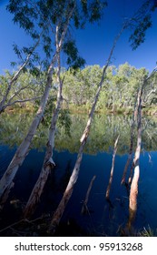 Palm Pool At  Millstream Chichester National Park