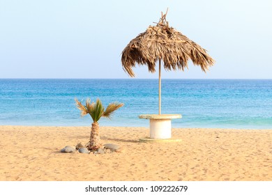 Palm And Sea Cape Verde Sal Santa Maria