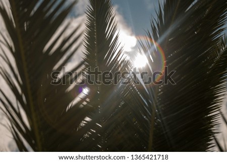 Image, Stock Photo Let the grass grow over it…