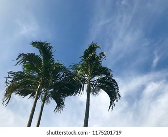 Palm and sky