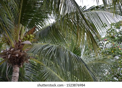 Palm and sky. Palm trees. Palm leaves. 