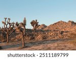 Palm Springs, California - APRIL 8, 2017: Yucca Brevifolia Trees (Joshua Trees) in Joshua Tree National Park in the Mojave Desert