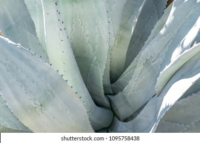 Palm Springs, California - March 2018: Mature Agave - Shutterstock ID 1095758438