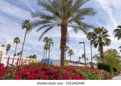 Palm Springs, California / USA - March 19, 2019 - Palm Trees Outside The Saguaro Hotel In Beautiful Downtown Palm Springs