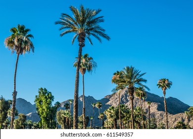 A Palm Springs Landscape With Palm Trees And The San Jacinto Mountain Range.