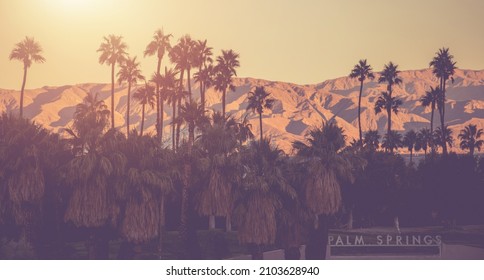 Palm Springs Matt Violet Color Grading Panorama. Palm Trees and Mountains in a Background. Coachella Velley California, United States of America.