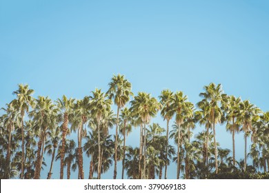 Palm Springs Movie Colony Palm Trees
Shot From The Movie Colony Neighborhood In Palm Springs California. Vintage Style Image Meant To Portray The Re-birth Of Palm Springs And It's Modernism And Style.