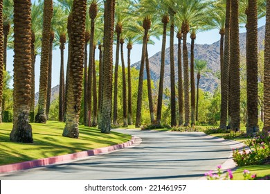 Palm Springs Road, California, United States. Palm Trees.