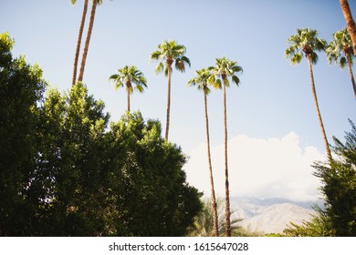 Palm Springs Skyline With Blue Skies And Palm Trees; Bright And Warm Summer Landscape