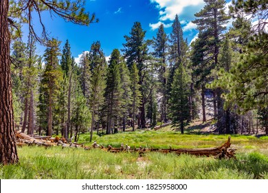 Palm Springs Tram Meadow Summer 