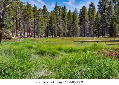 Palm Springs Tram Meadow Summer 