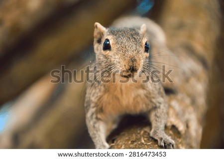 palm Squirrel climbs tree in park on  sunny afternoon in  green area filled with plants trees.  sun is shining. background shows green leaves and branches. park has many trees and nature around it.