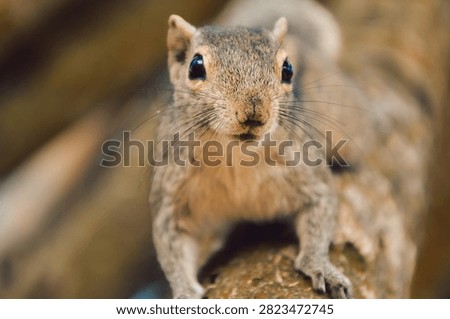 palm Squirrel climbs tree in park on  sunny afternoon in  green area filled with plants trees.  sun is shining. background shows green leaves and branches. park has many trees and nature around it.
