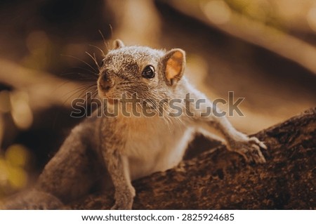 palm Squirrel climbs tree in park on  sunny afternoon in  green area filled with plants trees.  sun is shining. background shows green leaves and branches. park has many trees and nature around it.