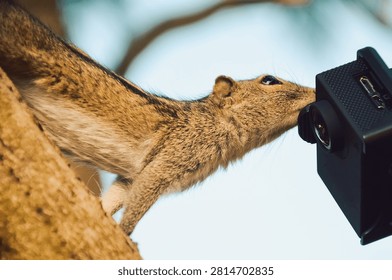 palm Squirrel interacting with a small black camera mounted on a tree branch at a park during the afternoon.   device is pointed at the squirrel as it seems to be curious about it.