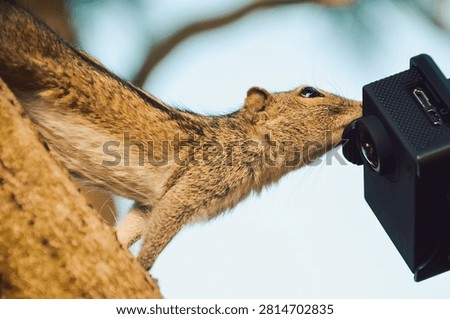 palm Squirrel interacting with a small black camera mounted on a tree branch at a park during the afternoon.   device is pointed at the squirrel as it seems to be curious about it.