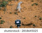 palm Squirrel interacts with camera on sandy ground in outdoor setting during daytime. animal with small plants around. camera captures animal exploring its surroundings