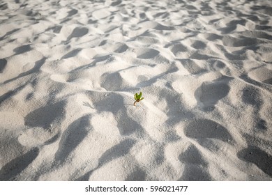 Palm stalk