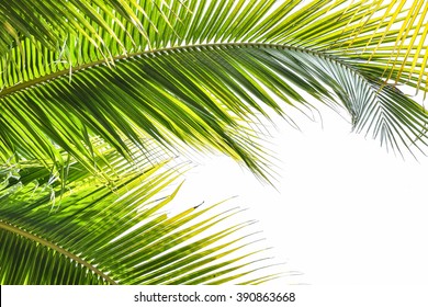 Palm Sunday background with green tropical tree leaves