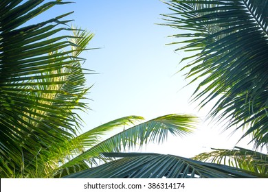 Palm sunday concept: Leaves frame of coconut branches with cloudy blue sky background