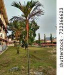 palm tree