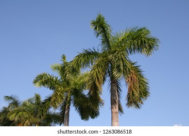 a palm tree