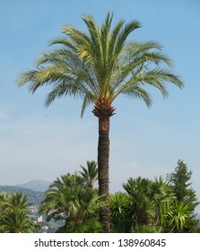 palm tree